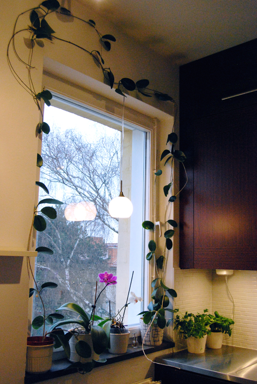 Flowers instead of curtains.